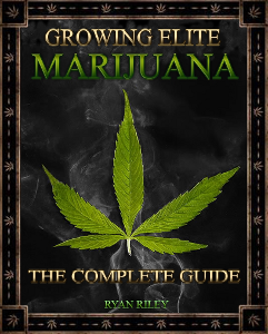 grow elite marijuana